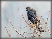 DSC_2794-Edit.jpg