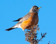 Robin-401.jpg
