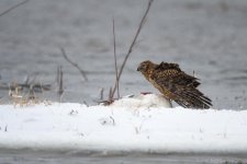 BosqueDelApache Northern Harrier feeding-1026.jpg