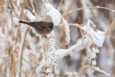 BosqueDelApache Dark-eyed Junco - Pink Sided-628.jpg