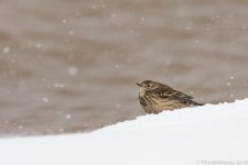 BosqueDelApache American Pipit-309.jpg