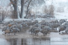 BosqueDelApache Sandhill Cranes-1455.jpg