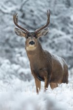 BosqueDelApache Deer-015.jpg