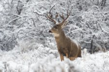 BosqueDelApache Deer-.jpg
