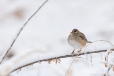 BosqueDelApache White-Crowned Sparrow-465.jpg