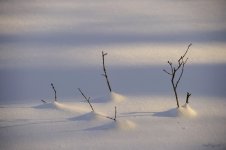 Par un froid matin.jpg