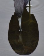 _ROY0315_00001.jpg