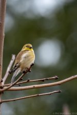 PDM 200500 Am GoldFinch-196.jpg