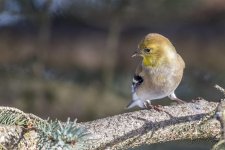 Goldfinch 6.jpg