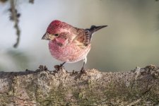 Purple Finch 5.jpg