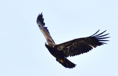 _ROY1057_00001.jpg