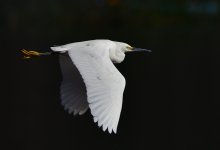_ROY0989_00001.jpg