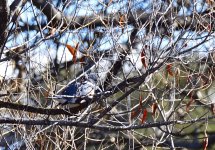 _ROY0950_00001.jpg