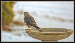 DSC_3520-Edit.jpg