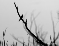 bird silh 500_7658.jpg