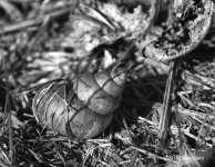 shell N 500_7673.jpg