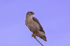 01-15-19-cr__D7K0426.jpg