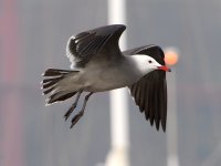 Gull4.JPG