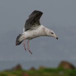 Gull6.JPG