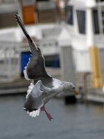 Gull11.JPG
