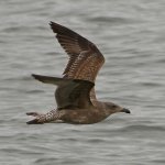Gull14.JPG