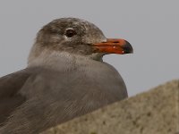 Gull3.JPG