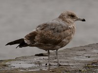 Gull16.JPG