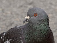 Pidgeon2.JPG