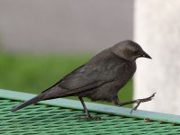 Starling.JPG