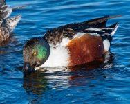 Shoveler-415.jpg