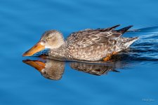 Shoveler-422.jpg