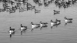 GooseLine-401.jpg