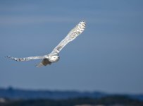 DSC_2707c.jpg
