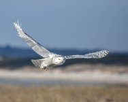 DSC_2712c.jpg