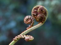 Fiddlehead.JPG