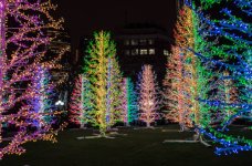Winter light Show 4.jpg