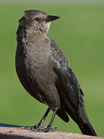 Starling4.JPG