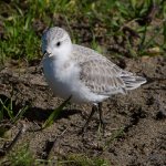 Sandpiper3.JPG