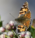 _ROY1677_00001.jpg