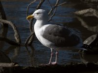 Gull2.JPG
