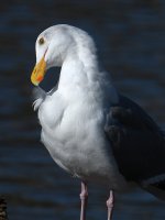 Gull8.JPG