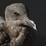 Gull4.JPG