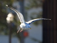 Gull.JPG