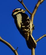 _ROY2127_00001.jpg