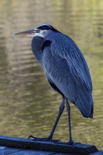 500_6035-2.jpg