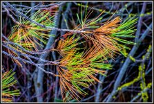 DSC_2553-HDR.jpg
