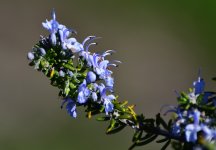 _ROY2159_00001.jpg