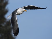 Gull4.JPG