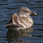 Gull6.JPG