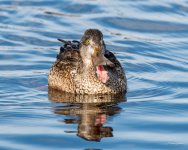 ShovelerQuacking-401.jpg